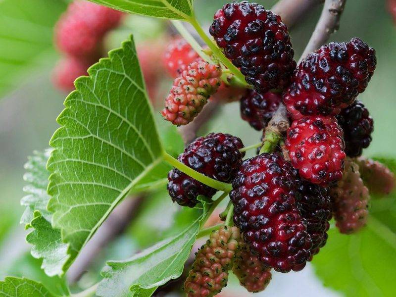 Шелковица купить саженцы из питомнике в Бердянске