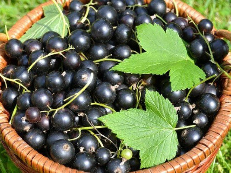 Смородина купить саженцы из питомника в Бердянске