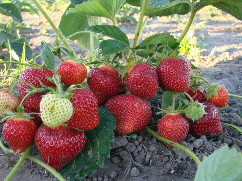Клубника купить саженцы из питомника в Бердянске
