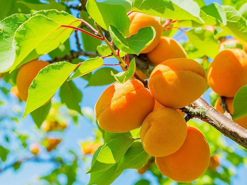 Абрикос купить саженцы из питомнике в Бердянске