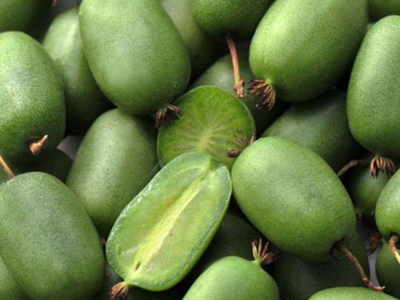 Актинидия купить саженцы из питомнике в Бердянске