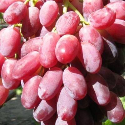Виноград "МАРСЕЛО"